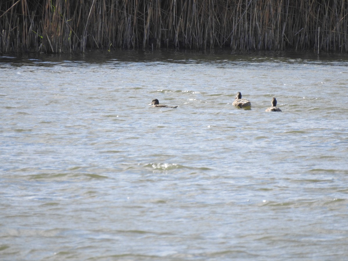 Gadwall - ML263988071