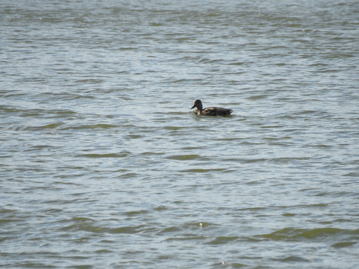 Gadwall - ML263988091