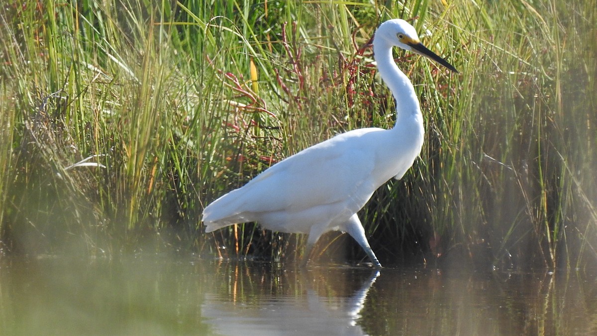 Snowy Egret - Vincent Glasser