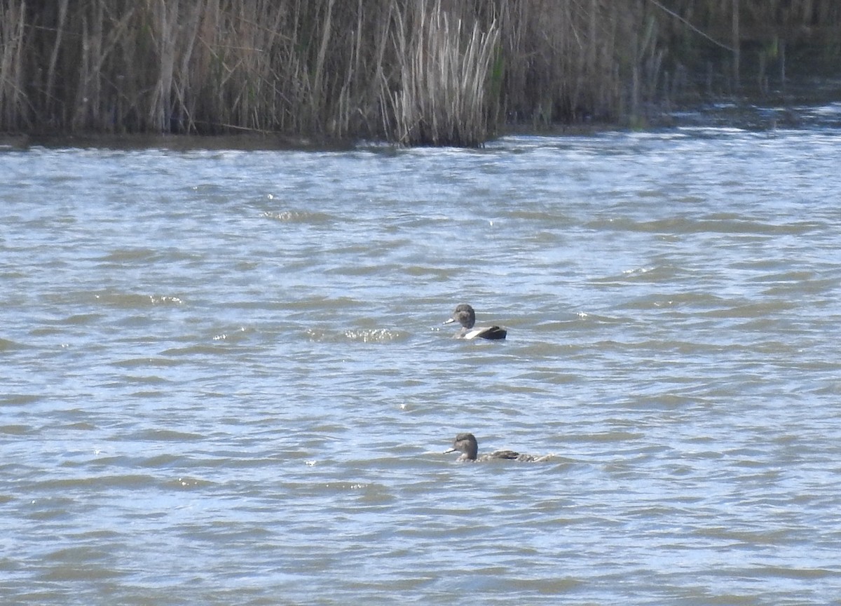 Gadwall - ML263989171