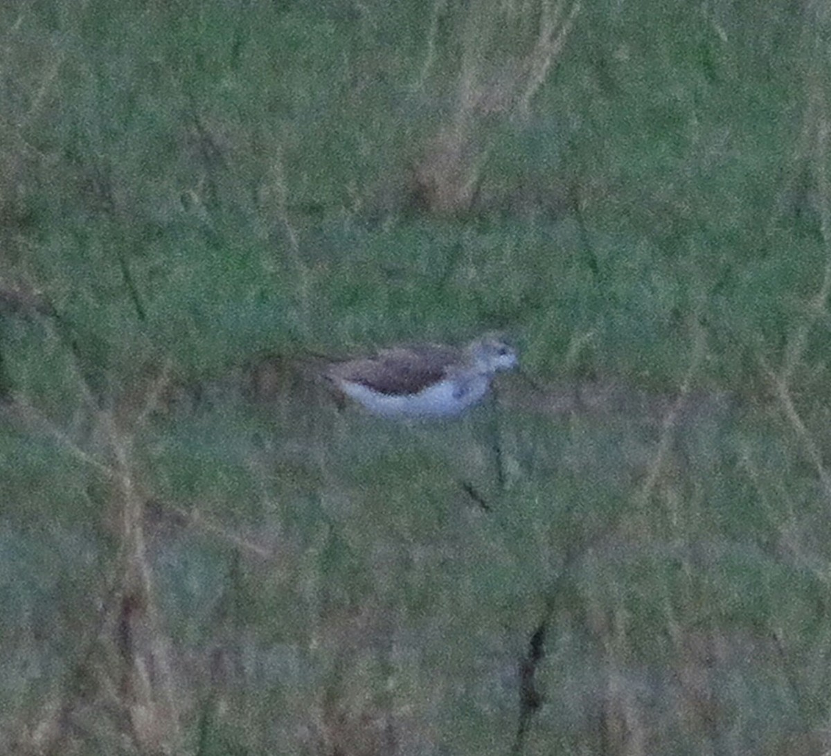 Marsh Sandpiper - ML263990361