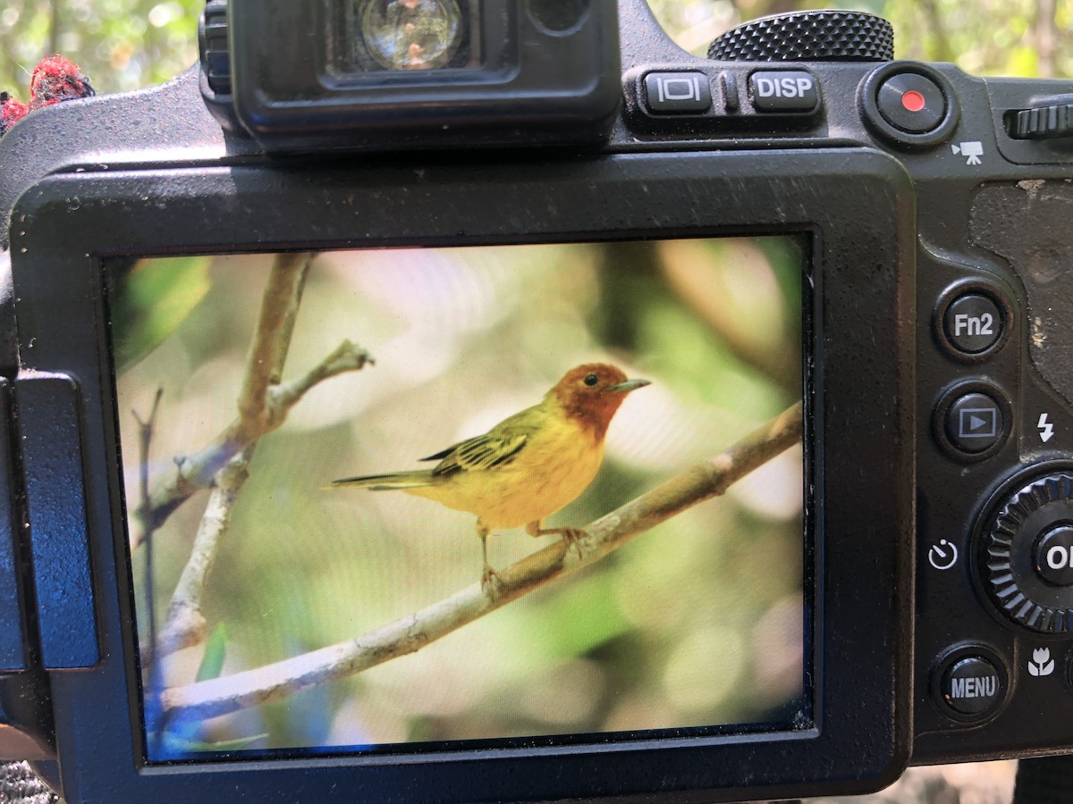 Yellow Warbler (Mangrove) - ML263990571