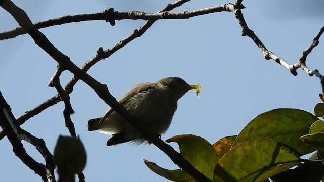 Pale-billed Flowerpecker - ML263991161