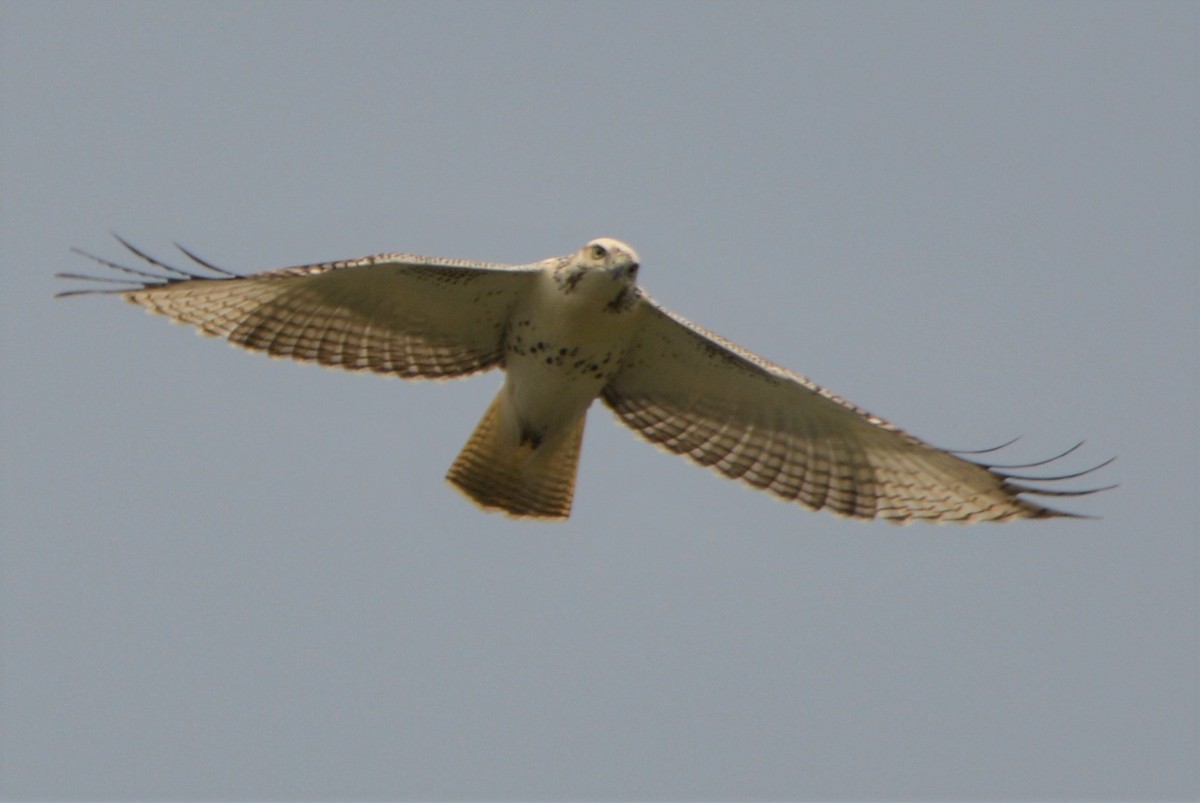 Red-tailed Hawk (Krider's) - Kimberly Hill Grundman