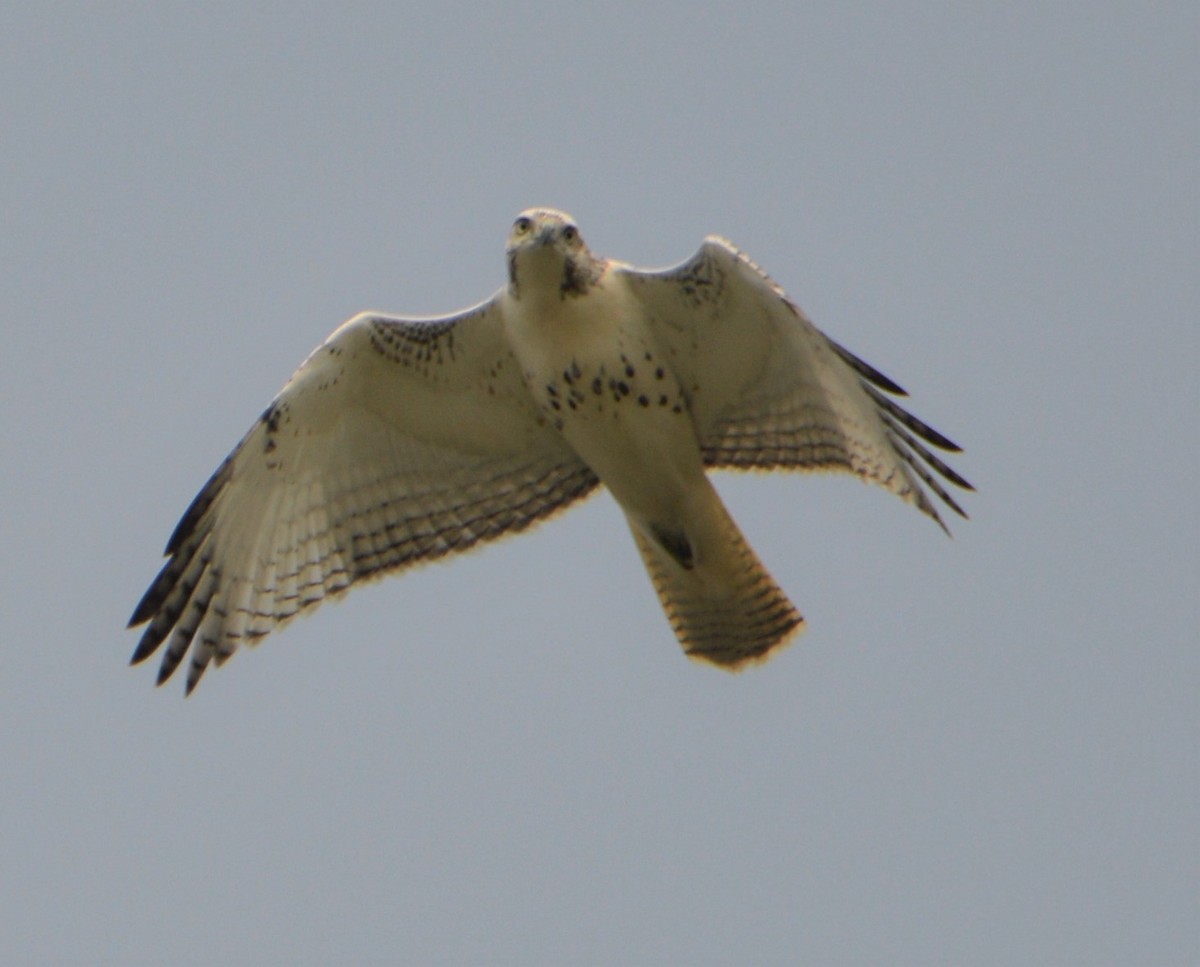 Red-tailed Hawk (Krider's) - ML263992621