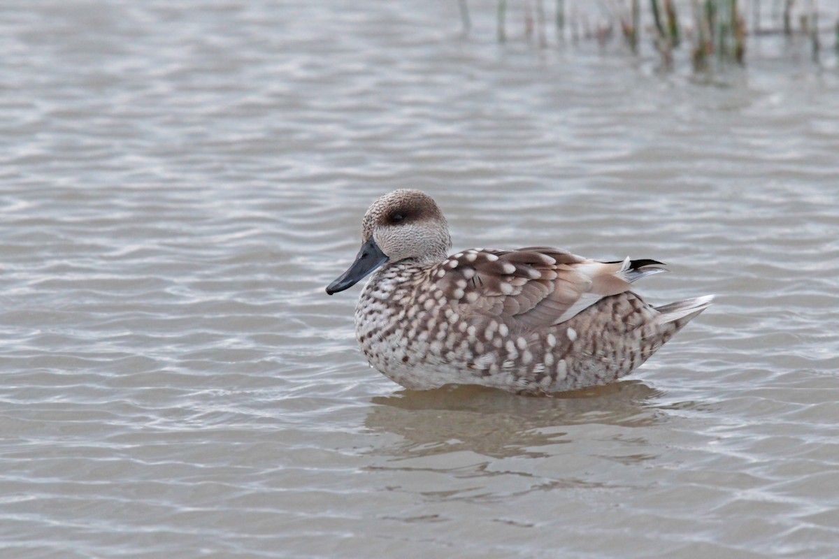 Marbled Duck - ML26399321