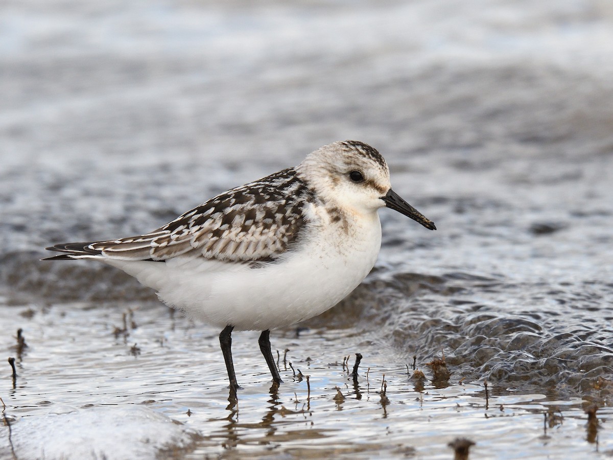 Sanderling - Manuel Segura Herrero