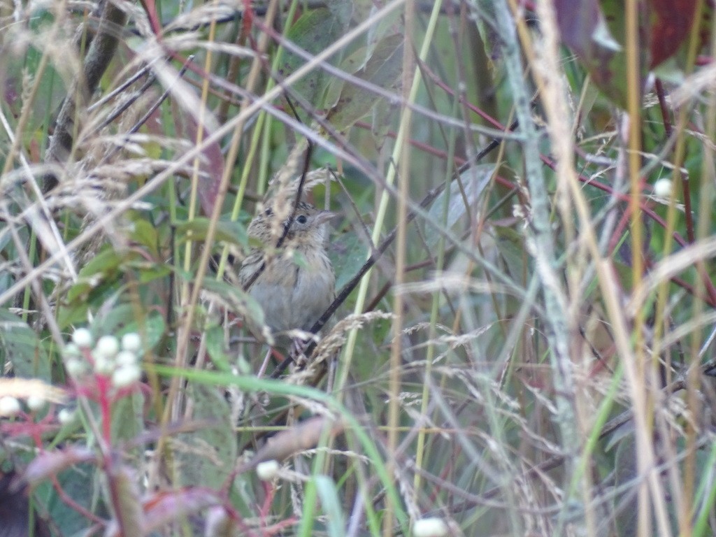 LeConte's Sparrow - ML263993981