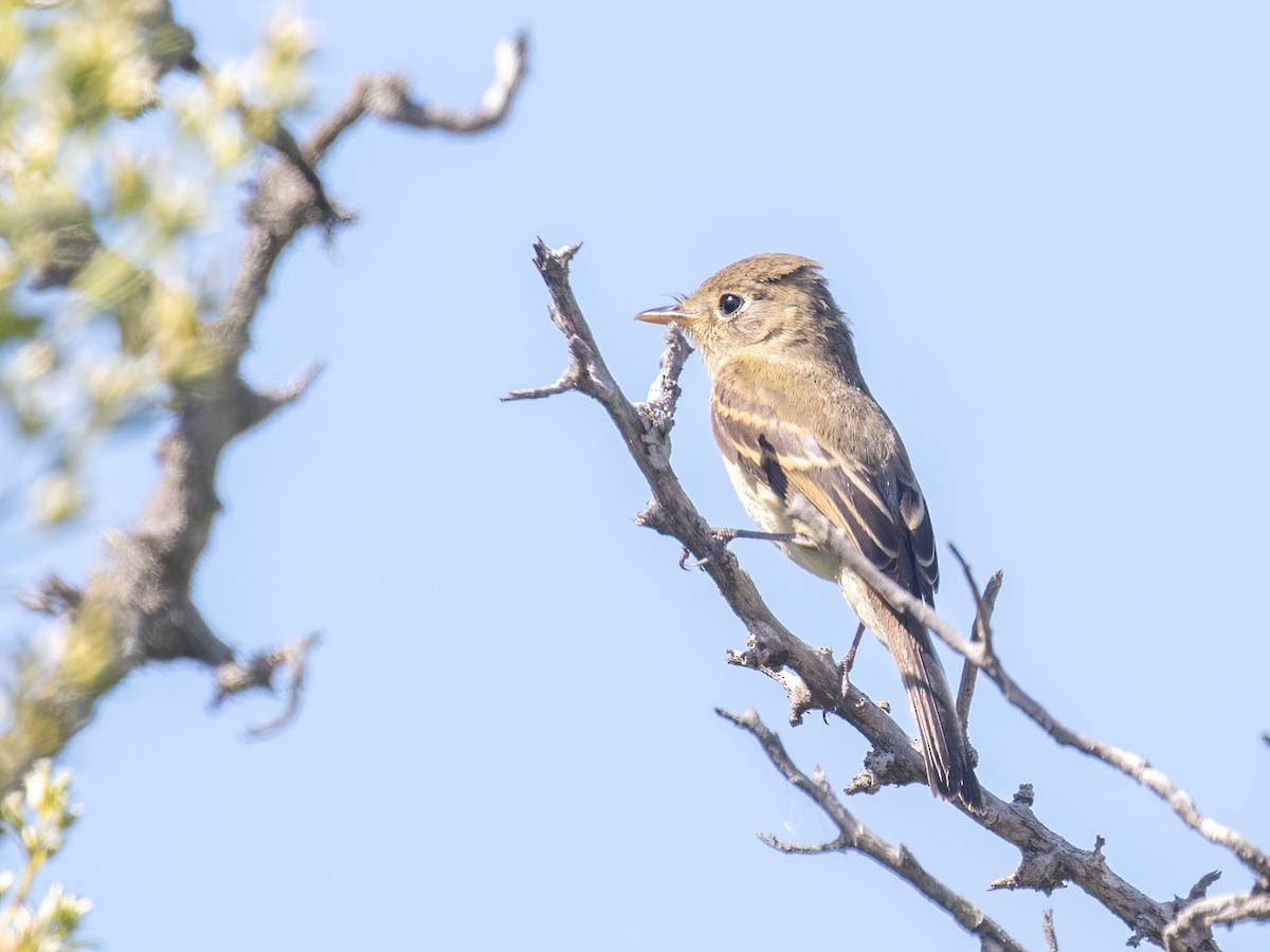 Western Flycatcher (Pacific-slope) - ML263994871