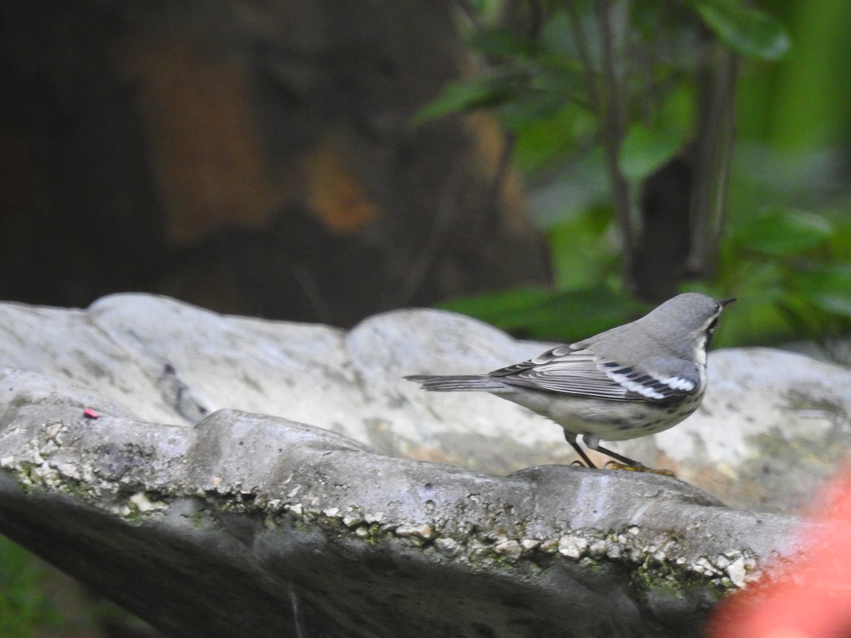 Yellow-throated Warbler - ML263996891