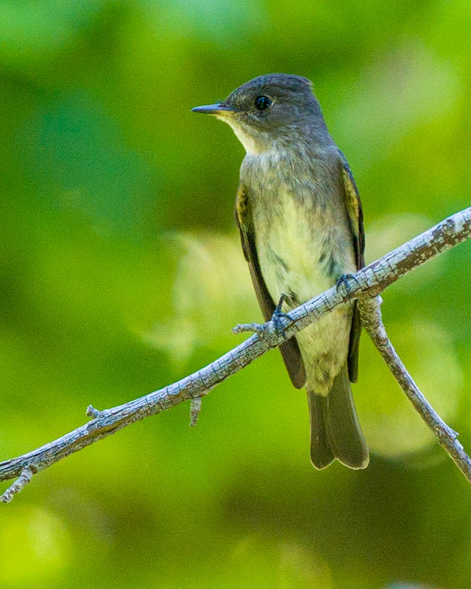 Western Wood-Pewee - Jhoneil Centeno