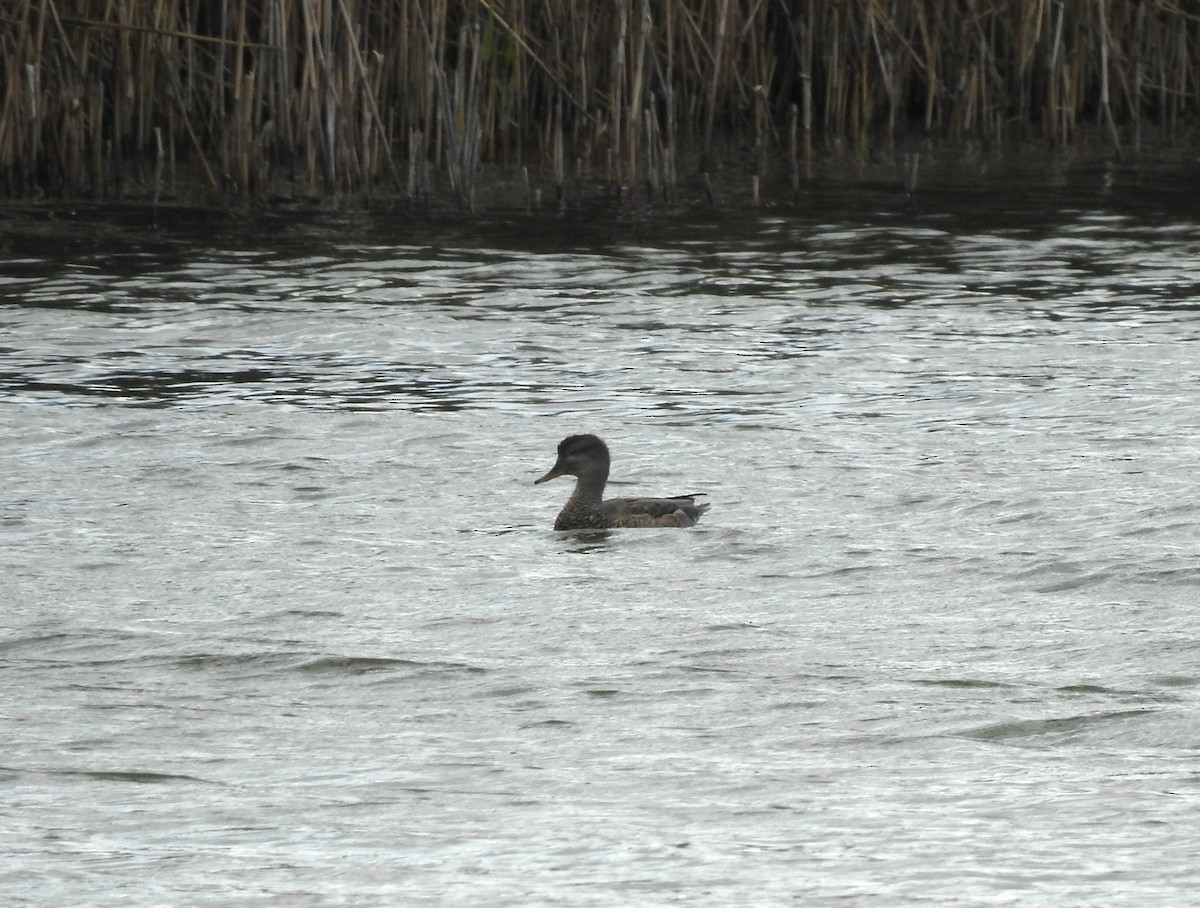 Gadwall - ML263997981