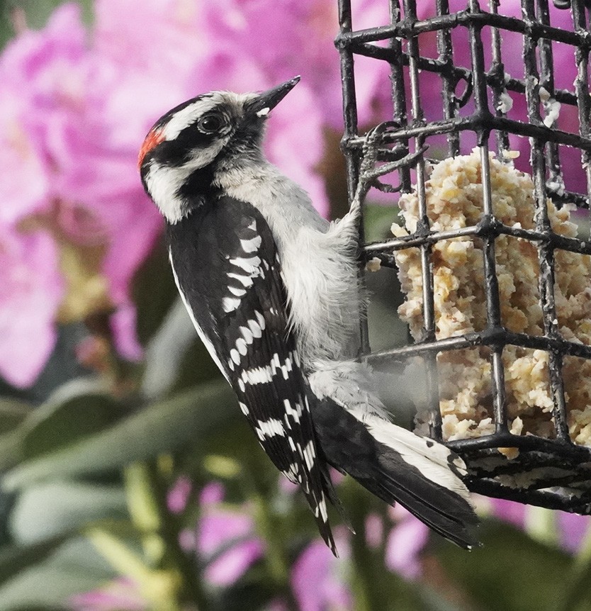 Downy Woodpecker (Eastern) - Amy Swarr