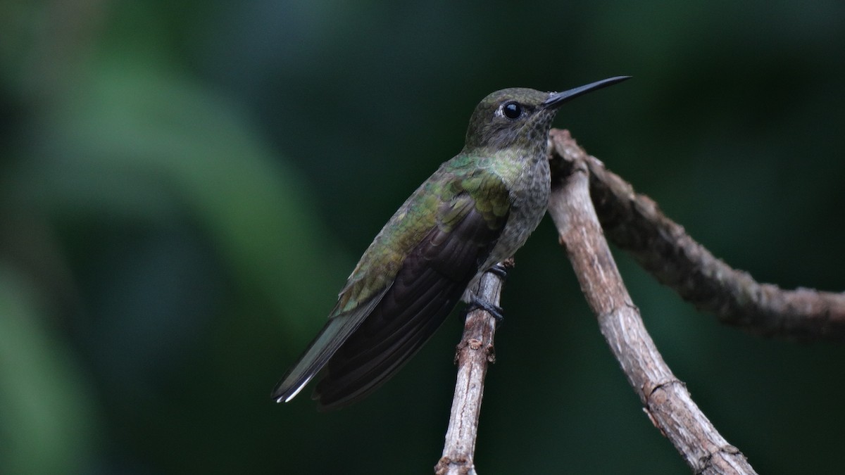 Scaly-breasted Hummingbird - Alejandro Garcia