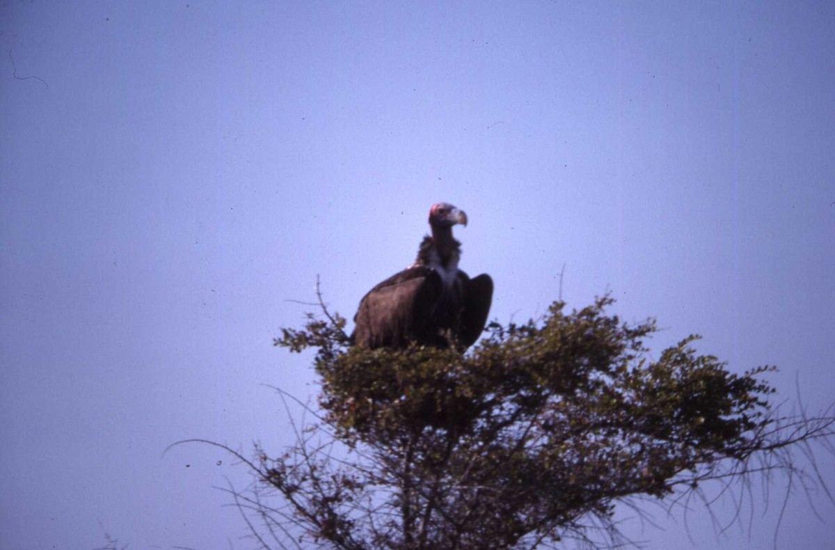 Lappet-faced Vulture - Simon Tonge