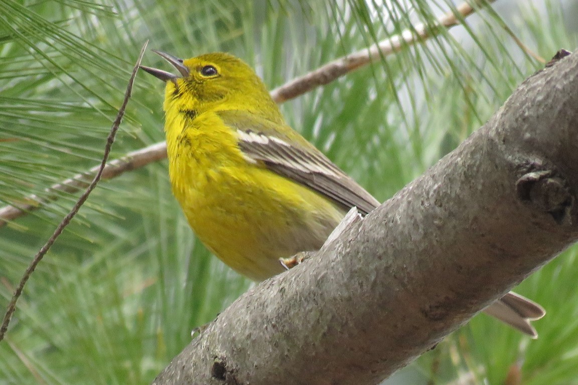 Pine Warbler - Sandy Morrissey