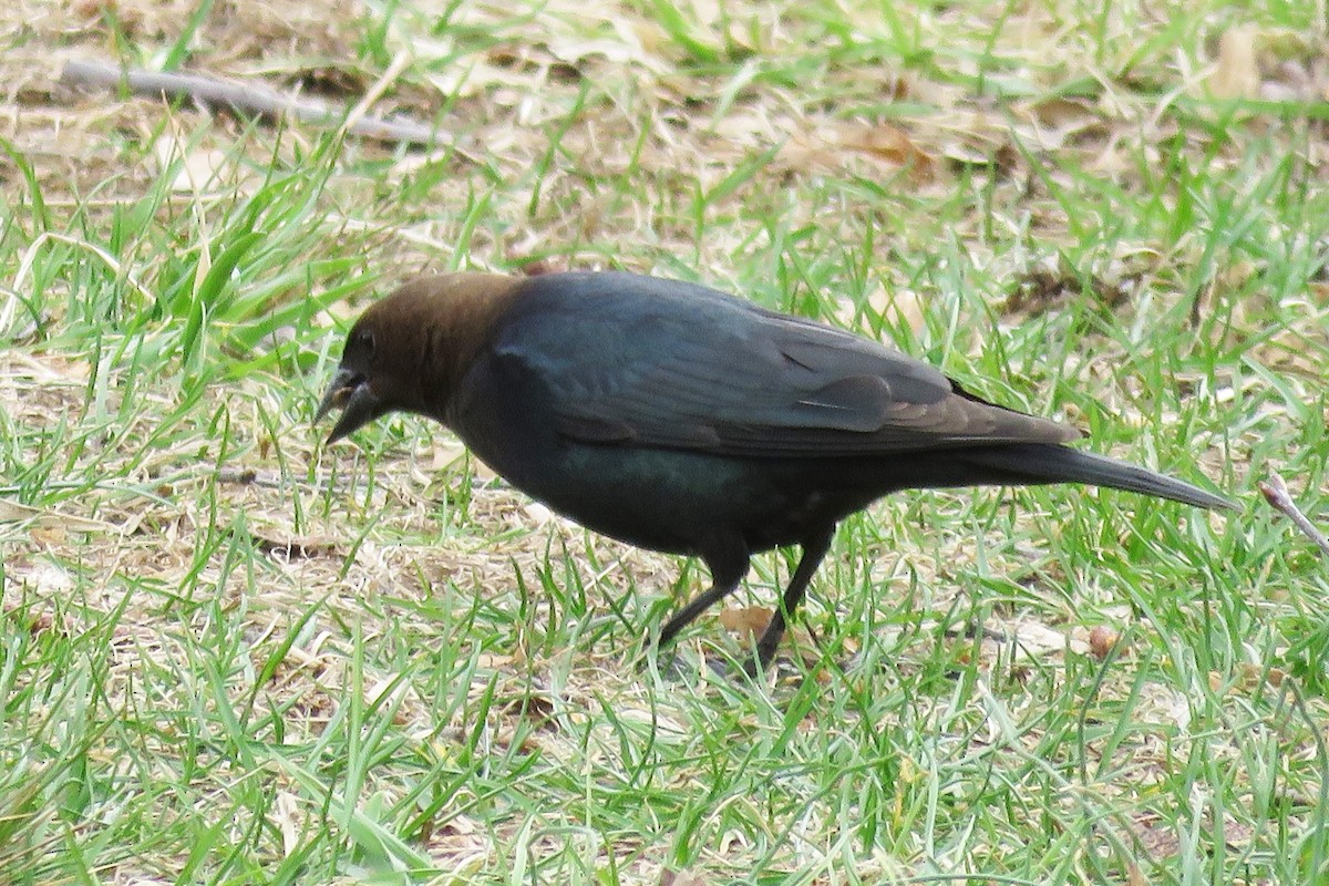 Brown-headed Cowbird - ML26400101