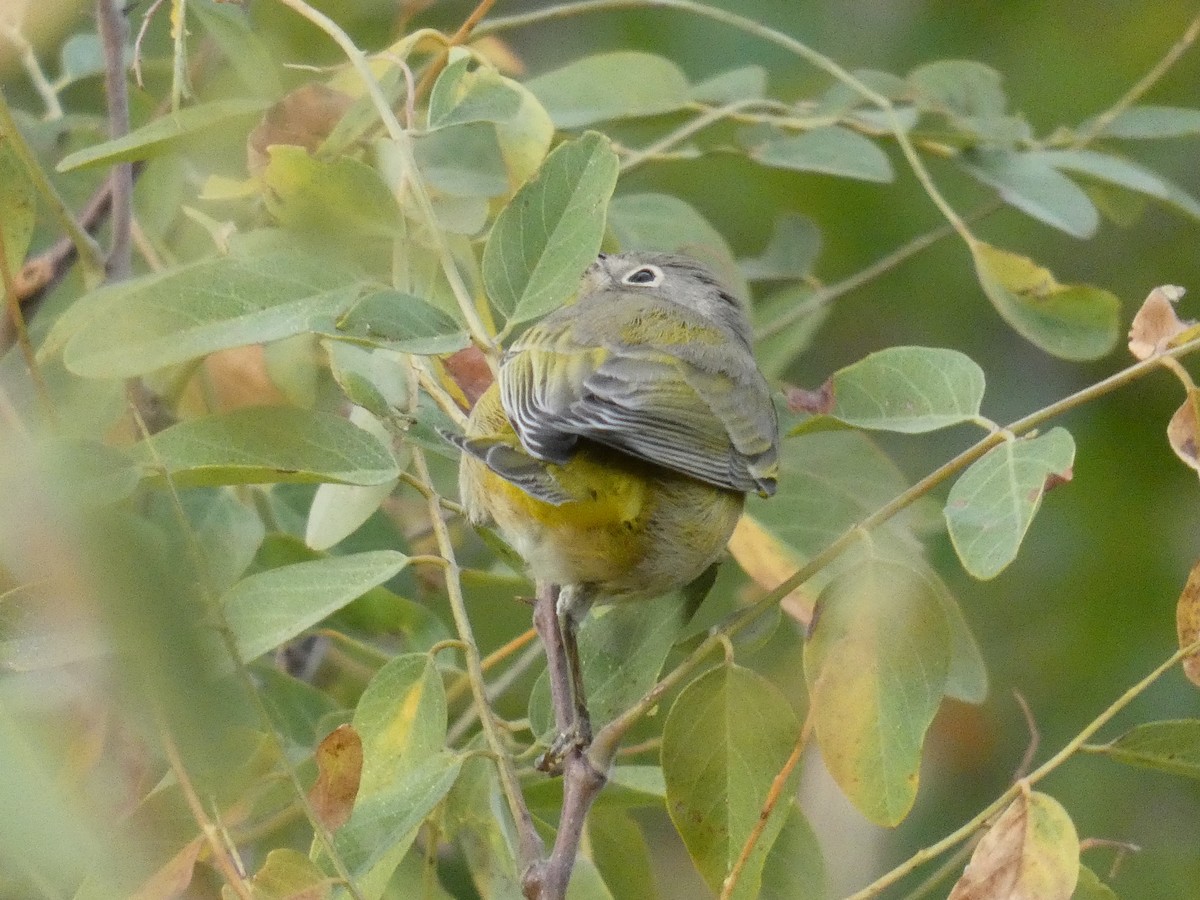 Nashville Warbler - Lynn Wysocki-Smith