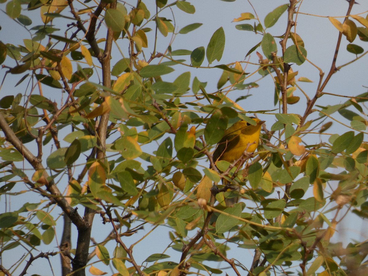 Wilson's Warbler - Lynn Wysocki-Smith