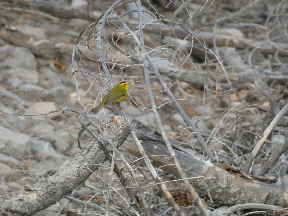 Wilson's Warbler - Lynn Wysocki-Smith