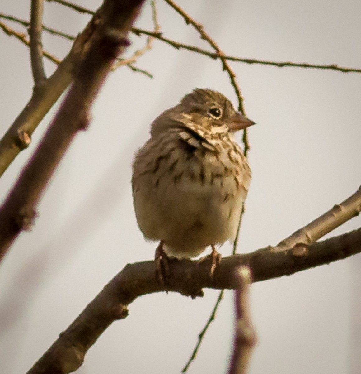 Vesper Sparrow - Peter Gibb