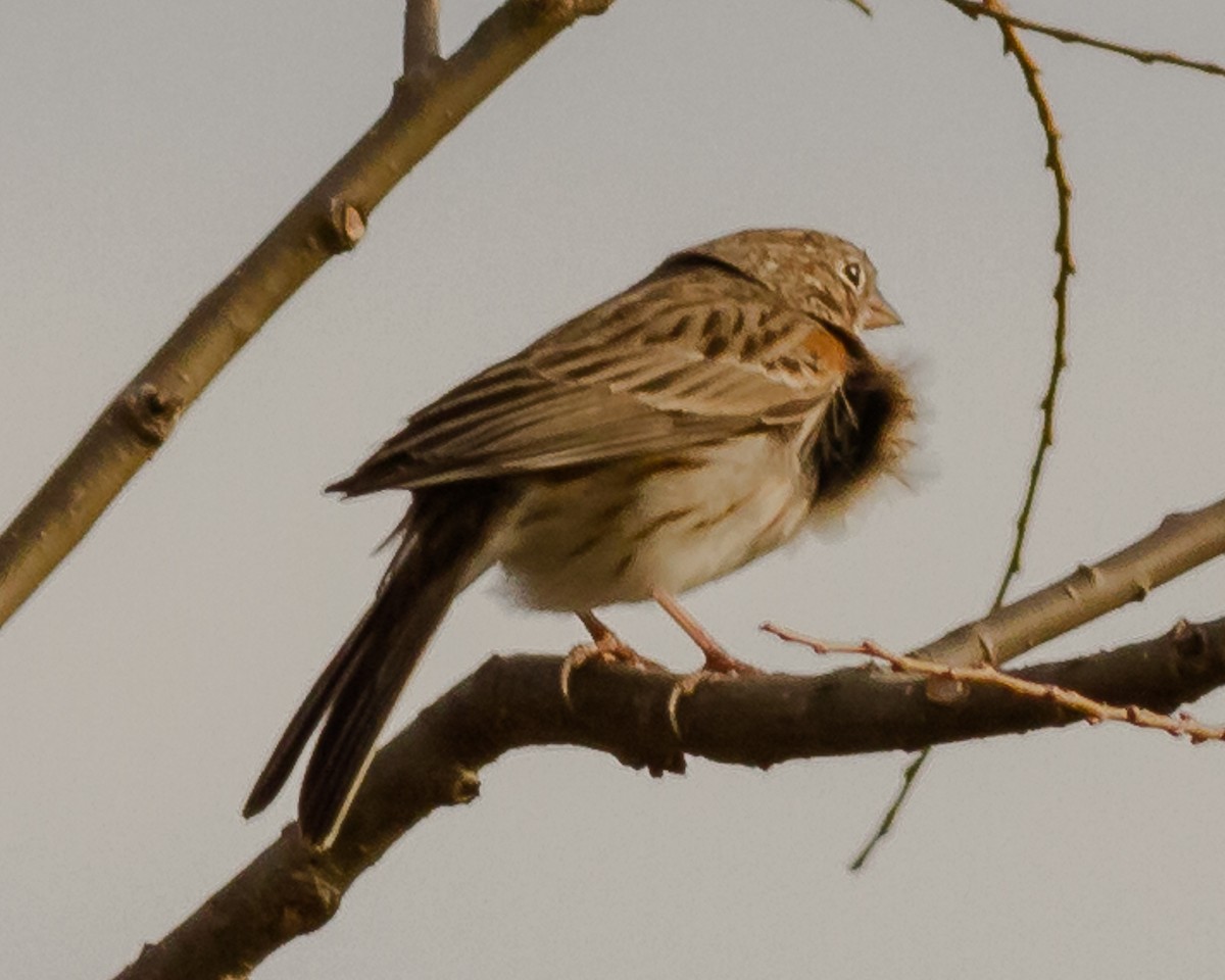 Vesper Sparrow - Peter Gibb