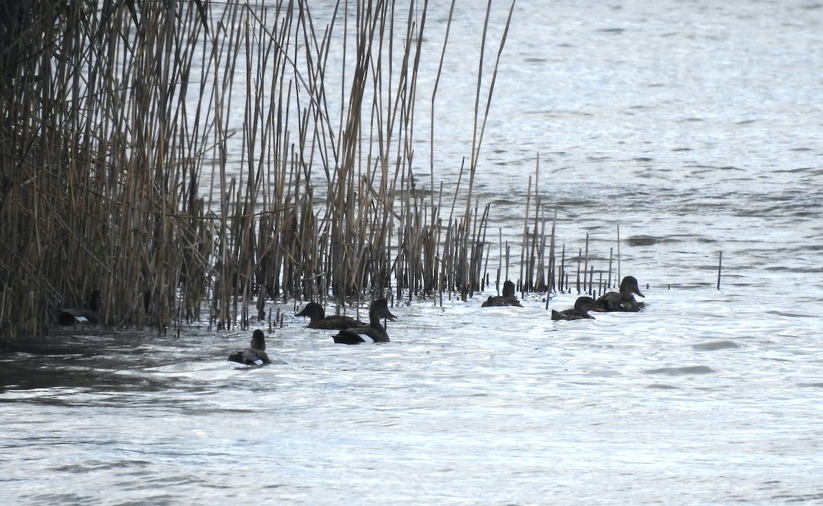 Gadwall - ML264002641