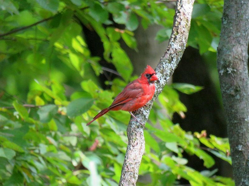 Cardinal rouge - ML264004781