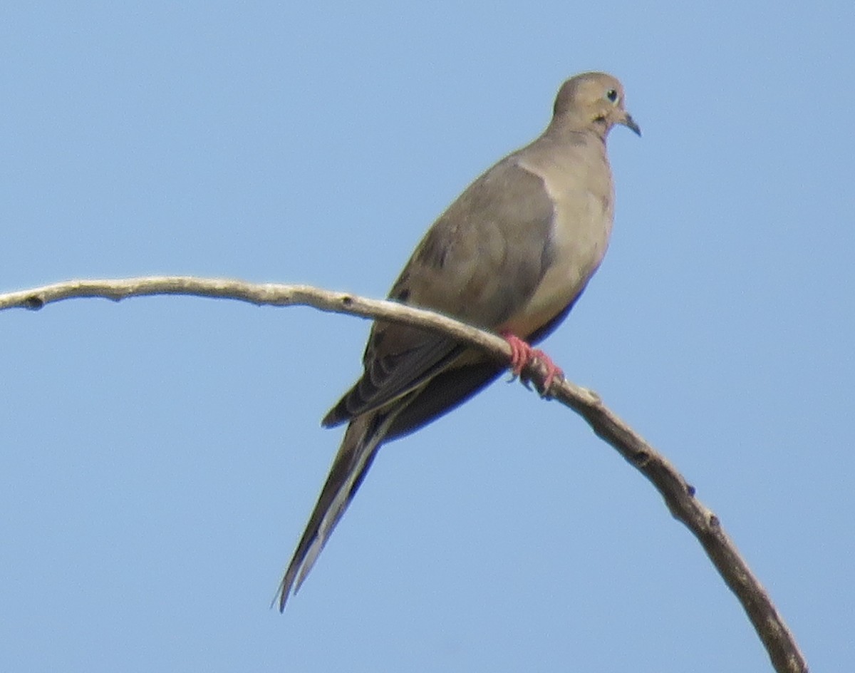 Mourning Dove - ML264004871