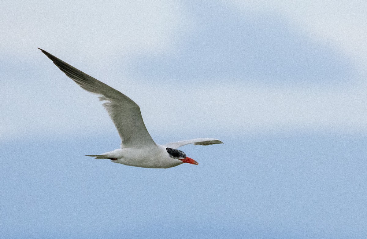 Caspian Tern - ML264005841