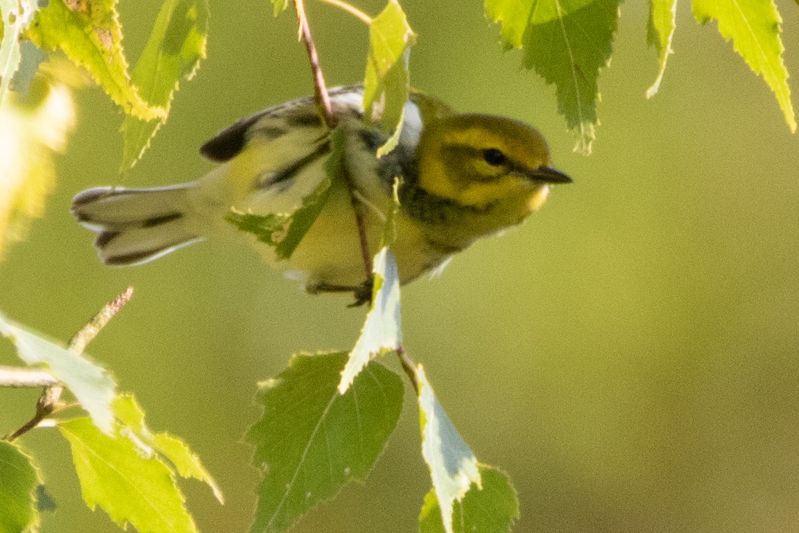 Black-throated Green Warbler - ML264006111
