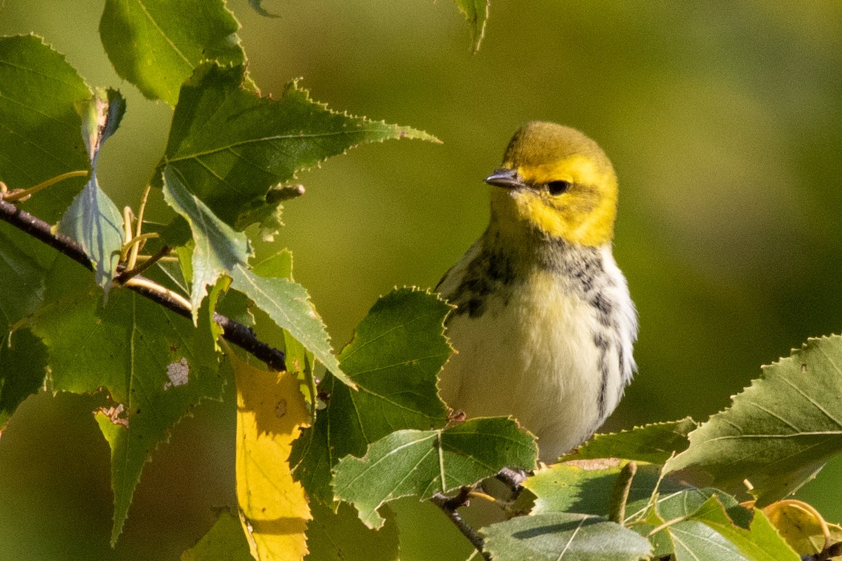 Black-throated Green Warbler - ML264006161