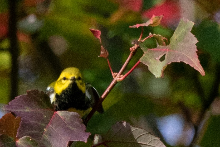 Black-throated Green Warbler - ML264006241