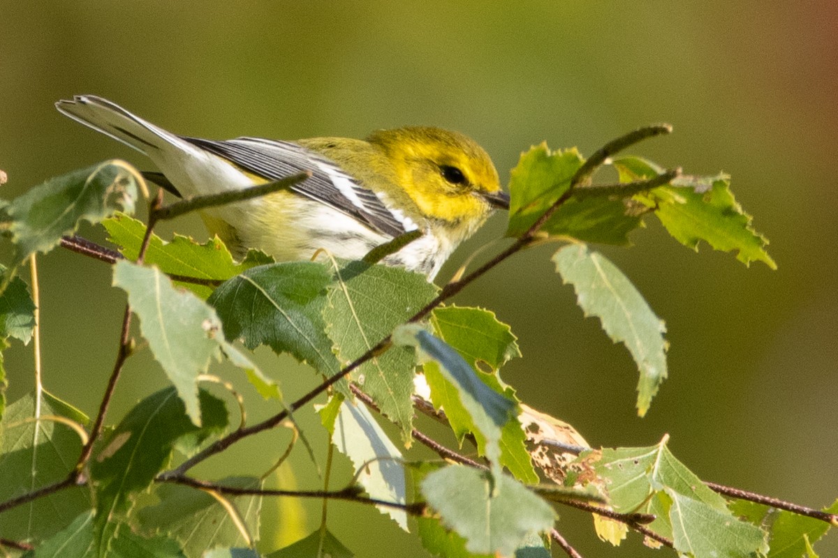 Black-throated Green Warbler - ML264006251