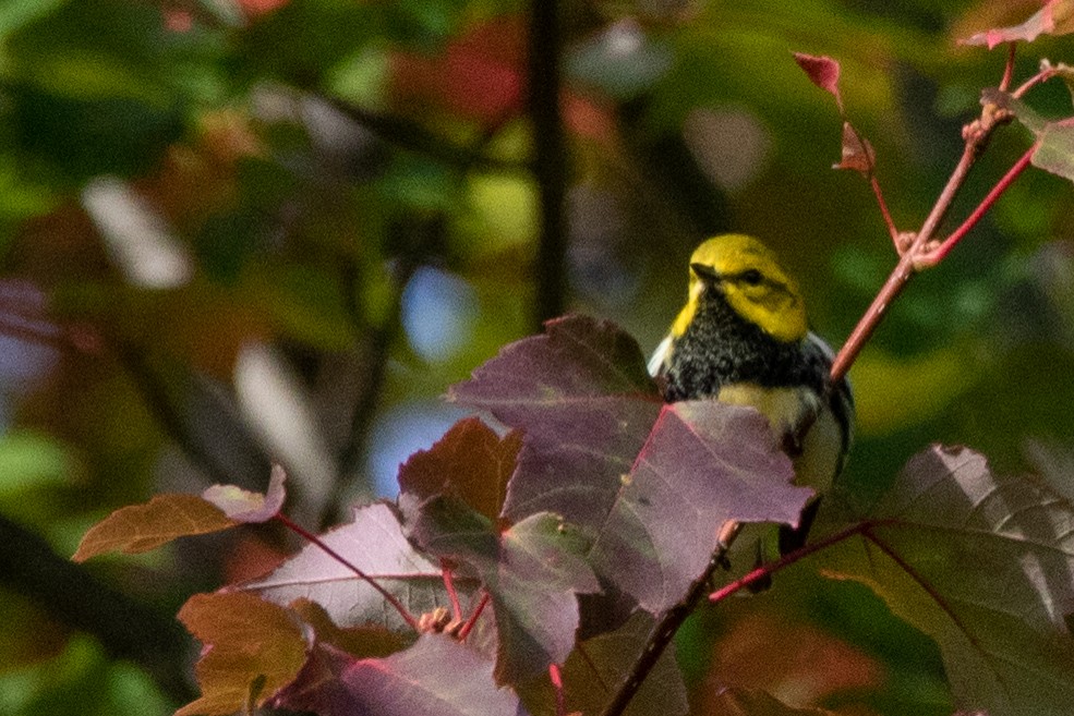 Black-throated Green Warbler - ML264006271