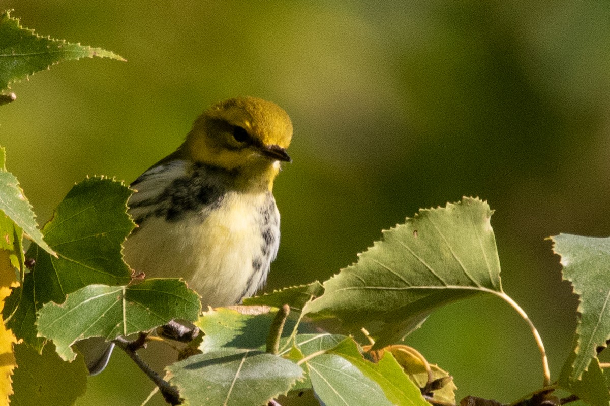 Black-throated Green Warbler - ML264006281