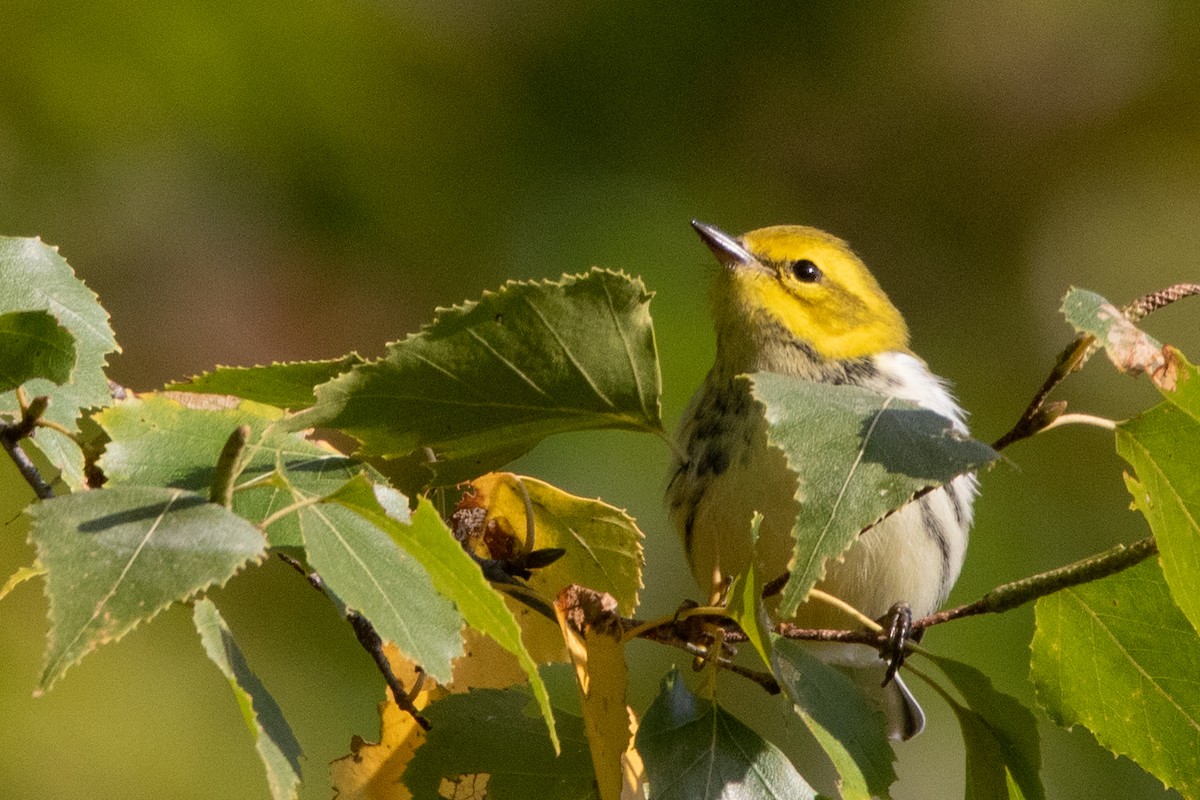 Black-throated Green Warbler - ML264006291