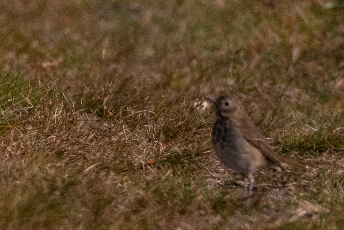 Hermit Thrush - ML264006661