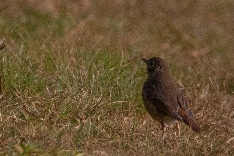 Hermit Thrush - ML264006731