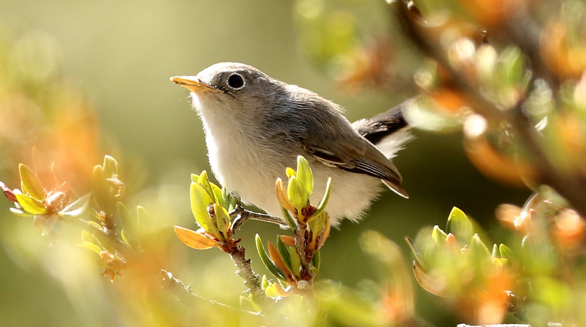 Blue-gray Gnatcatcher - ML264007721