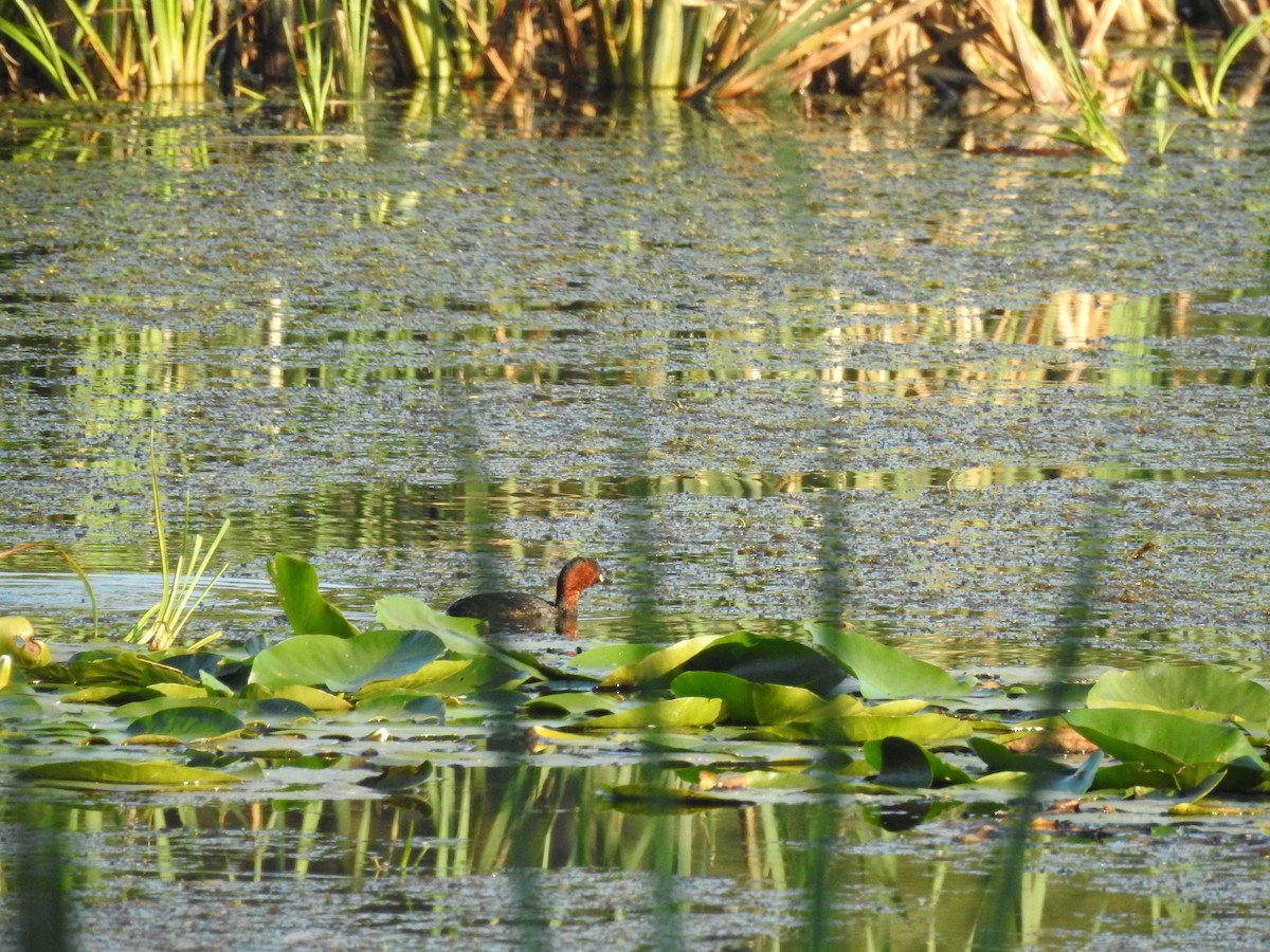 Little Grebe - ML264007951