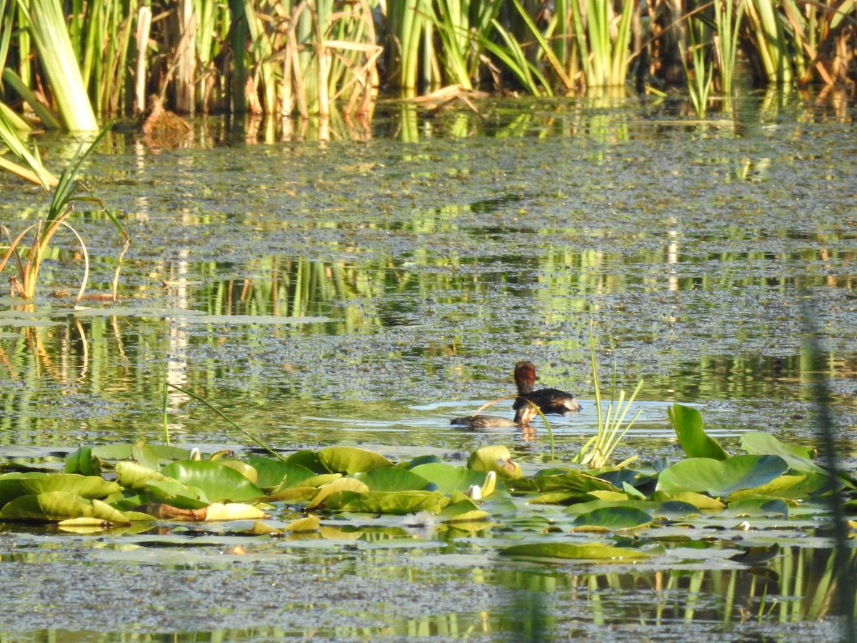 Little Grebe - ML264007971