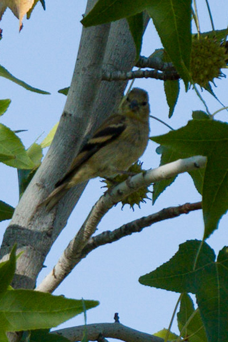 American Goldfinch - ML264008071