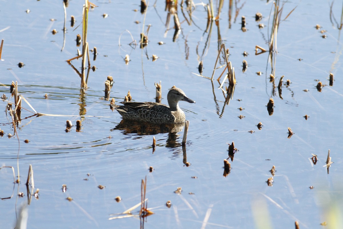 Blue-winged Teal - ML264010031