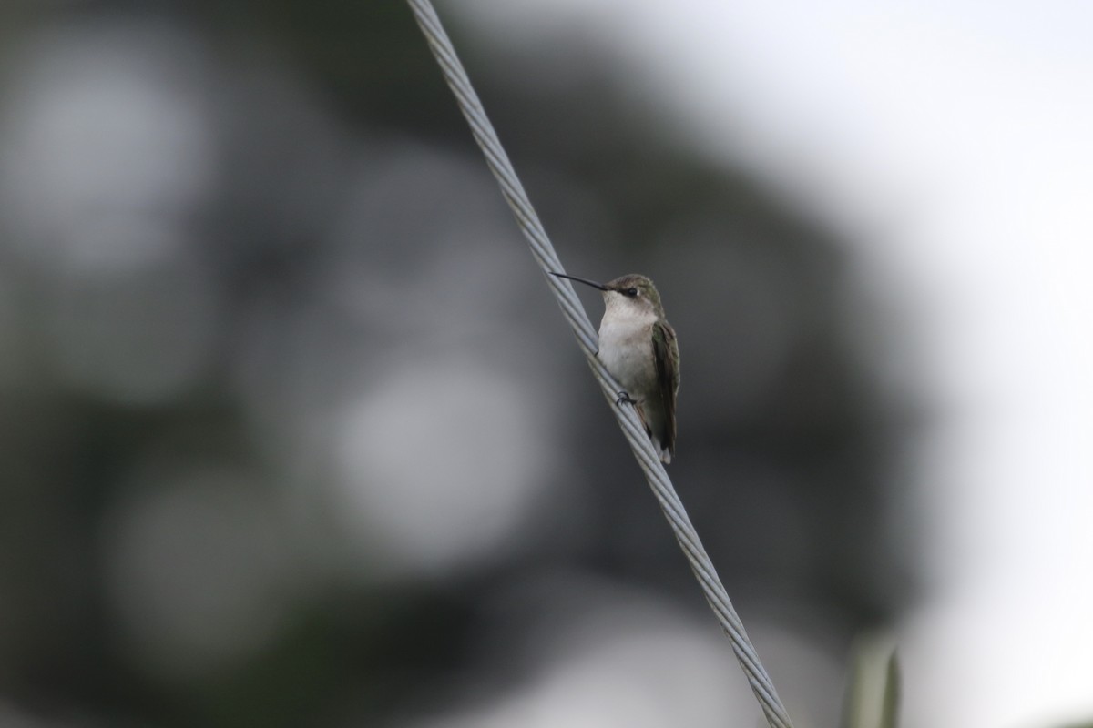 Ruby-throated Hummingbird - ML264010161