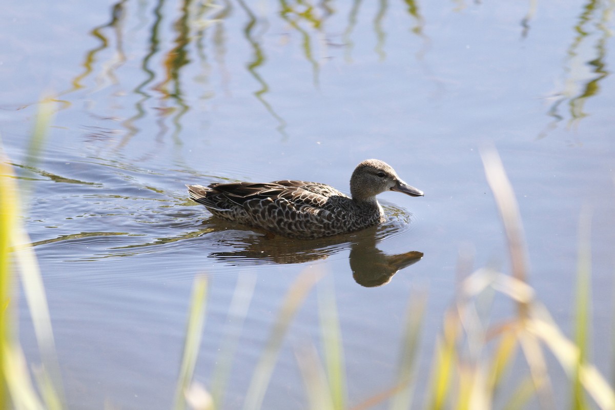 Blue-winged Teal - ML264010841