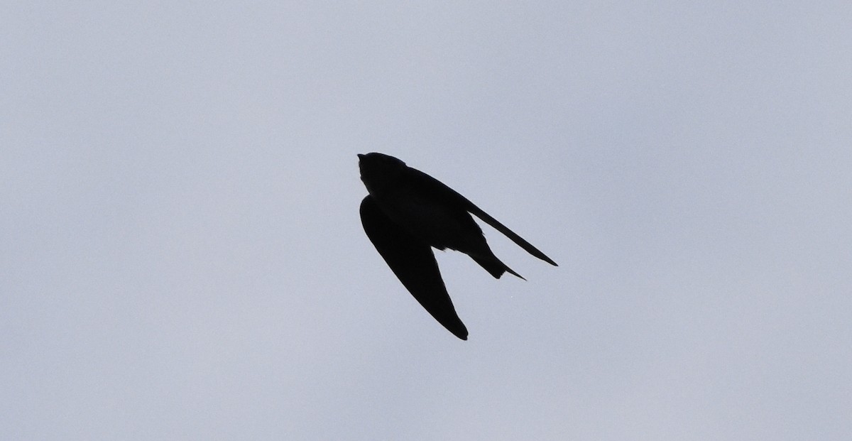 Purple Martin - ML264011261