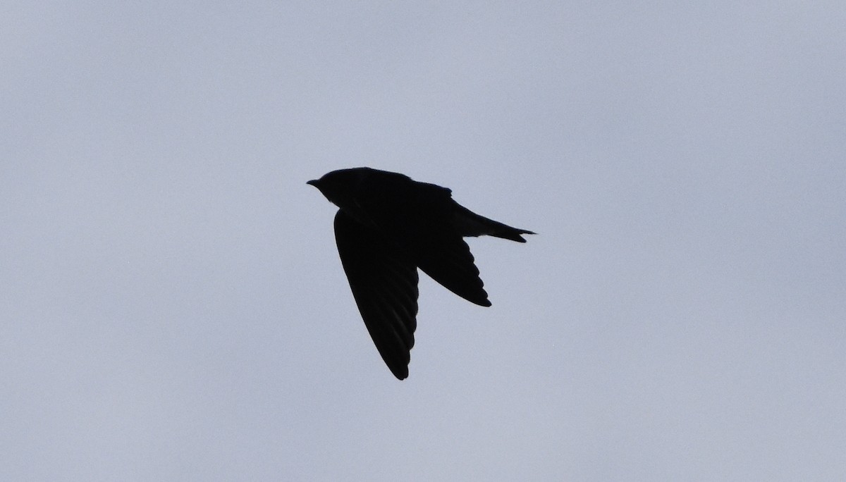 Purple Martin - ML264011271