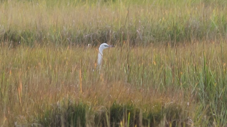 Little Blue Heron - ML264011321