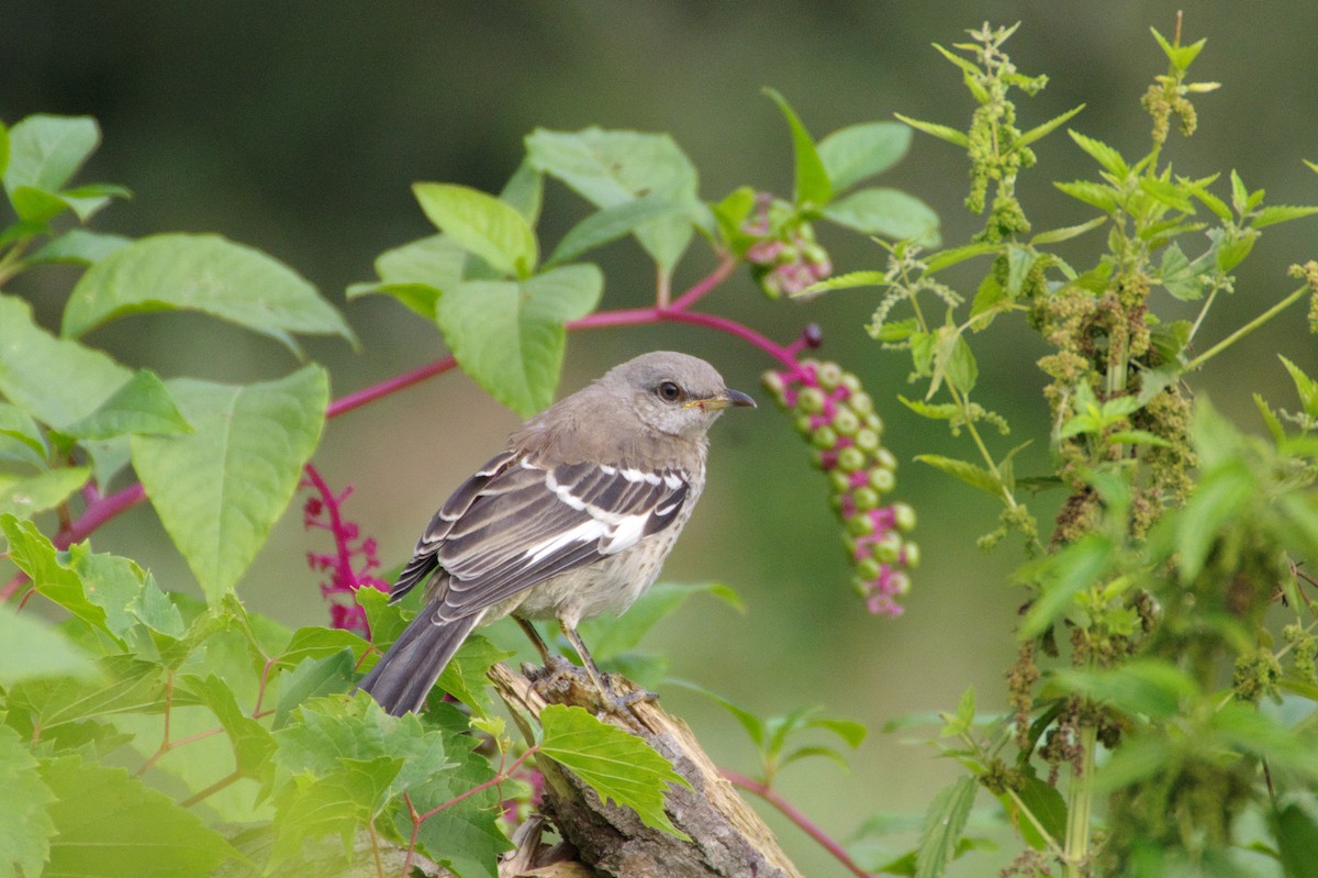 Northern Mockingbird - Paul Heyde